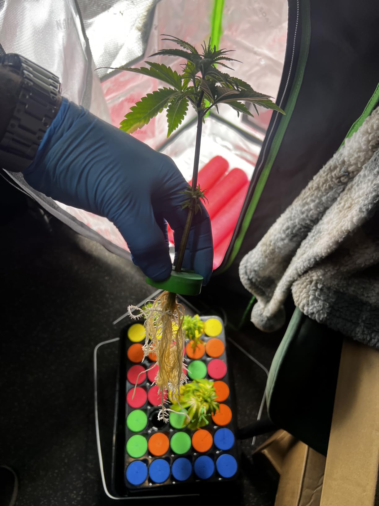 Psycloner Pro Clone Machine, Aeroponics System, Cloner for Plant Cuttings, Propagation + Bonus (35 Site) customer photo 1