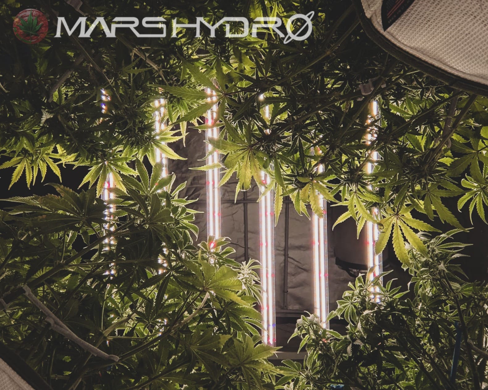 Mars Hydro FC-4800 480W 4x4 LED Grow Light Full Spectrum for Indoor Plants customer photo 1