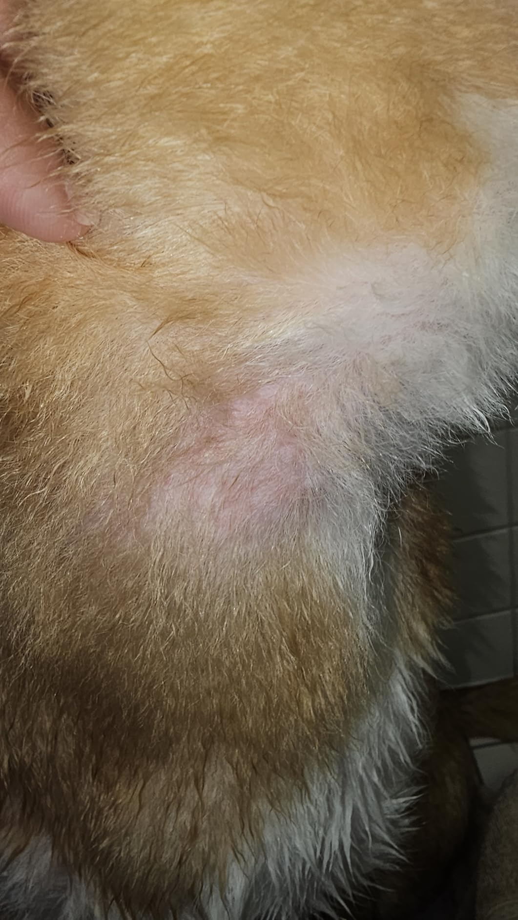 Omega 3 for Dogs - Fish Oil for Skin & Coat Health, Itch & Allergy Support customer photo 1