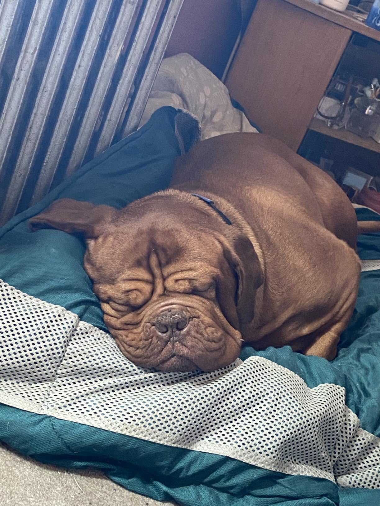 Omega 3 for Dogs - Fish Oil for Skin & Coat Health, Itch & Allergy Support customer photo 2