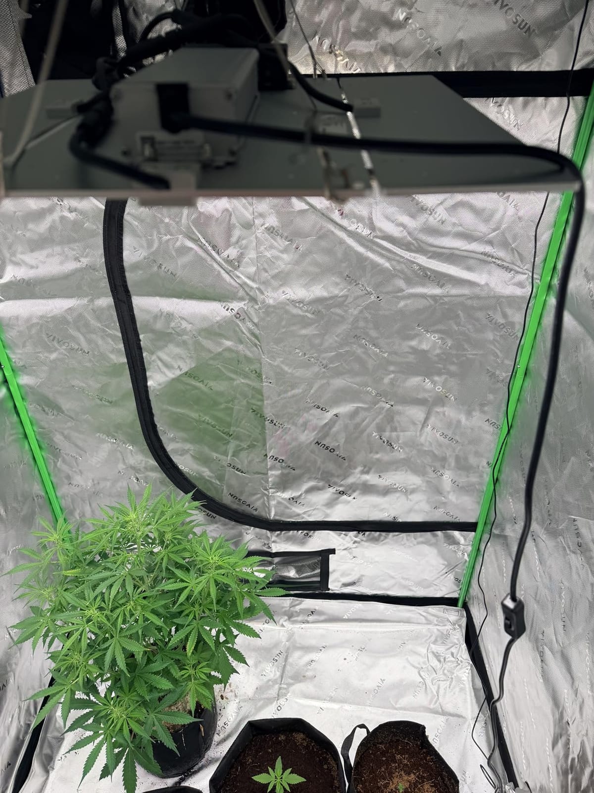 Barrina LED Grow Light, Full Spectrum with IR, 4x4 FT Coverage, Dimmable, Adjustable Light Panel with 720 LEDs, High PPFD, Plant Grow Light for Indoor Plants Seedling Growing Bloom Flowering Fruiting customer photo 1