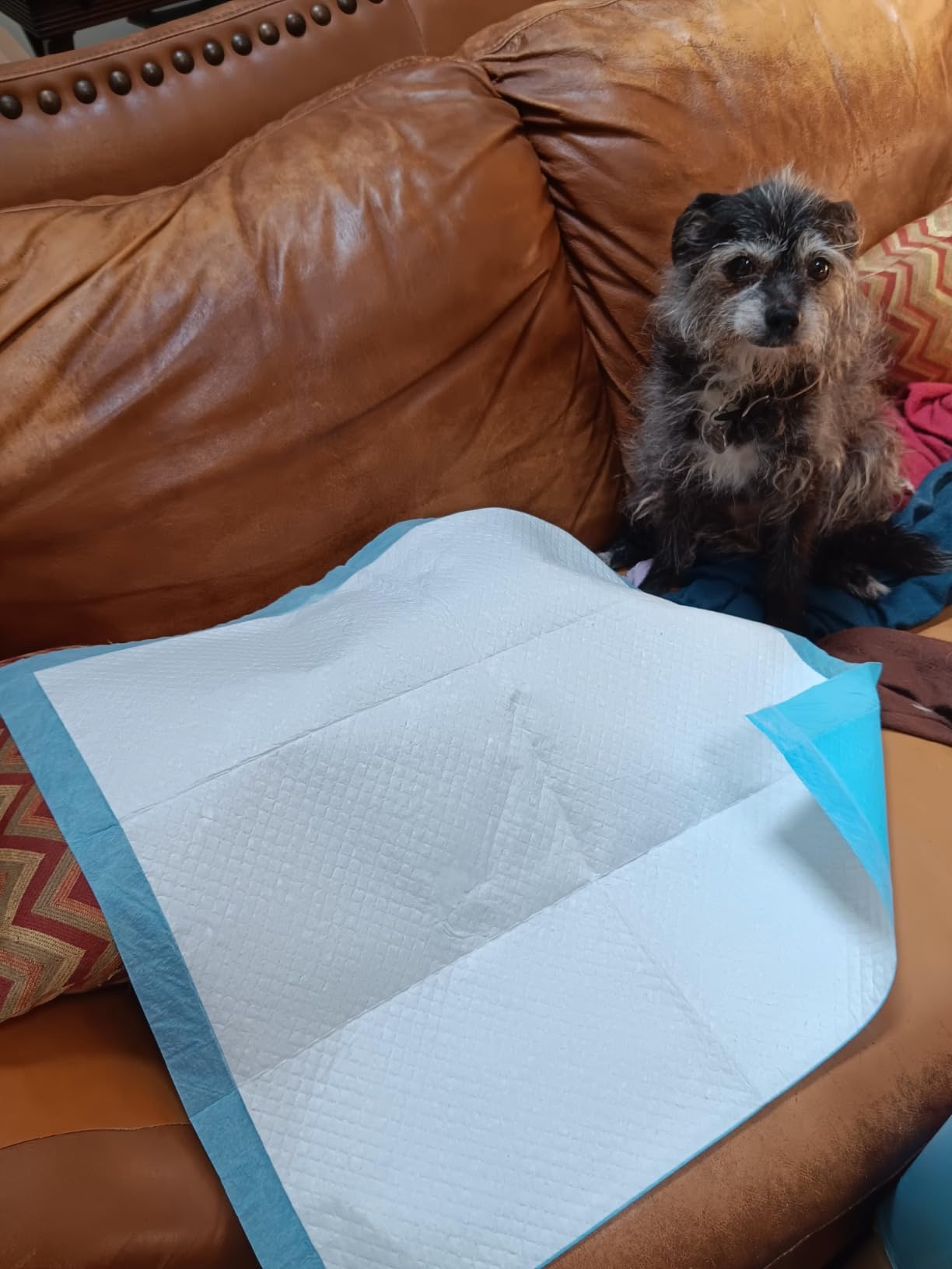 IMMCUTE Puppy Pads 22