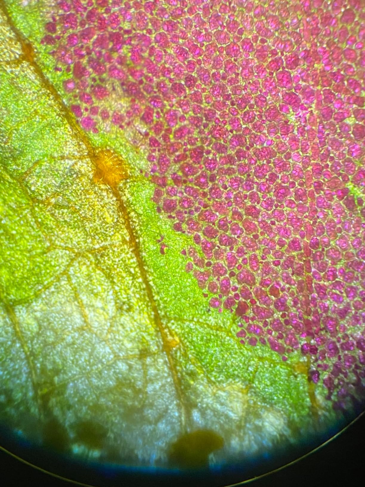 Swift SW350T Compound Trinocular Microscope, 40X-2500X Magnification, Two-Layer Mechanical Stage, with 5.0 mp Camera and Software Windows/Mac Compatible and 5 PCS Prepared Slides and 5 PCS Blank Slides customer photo 2