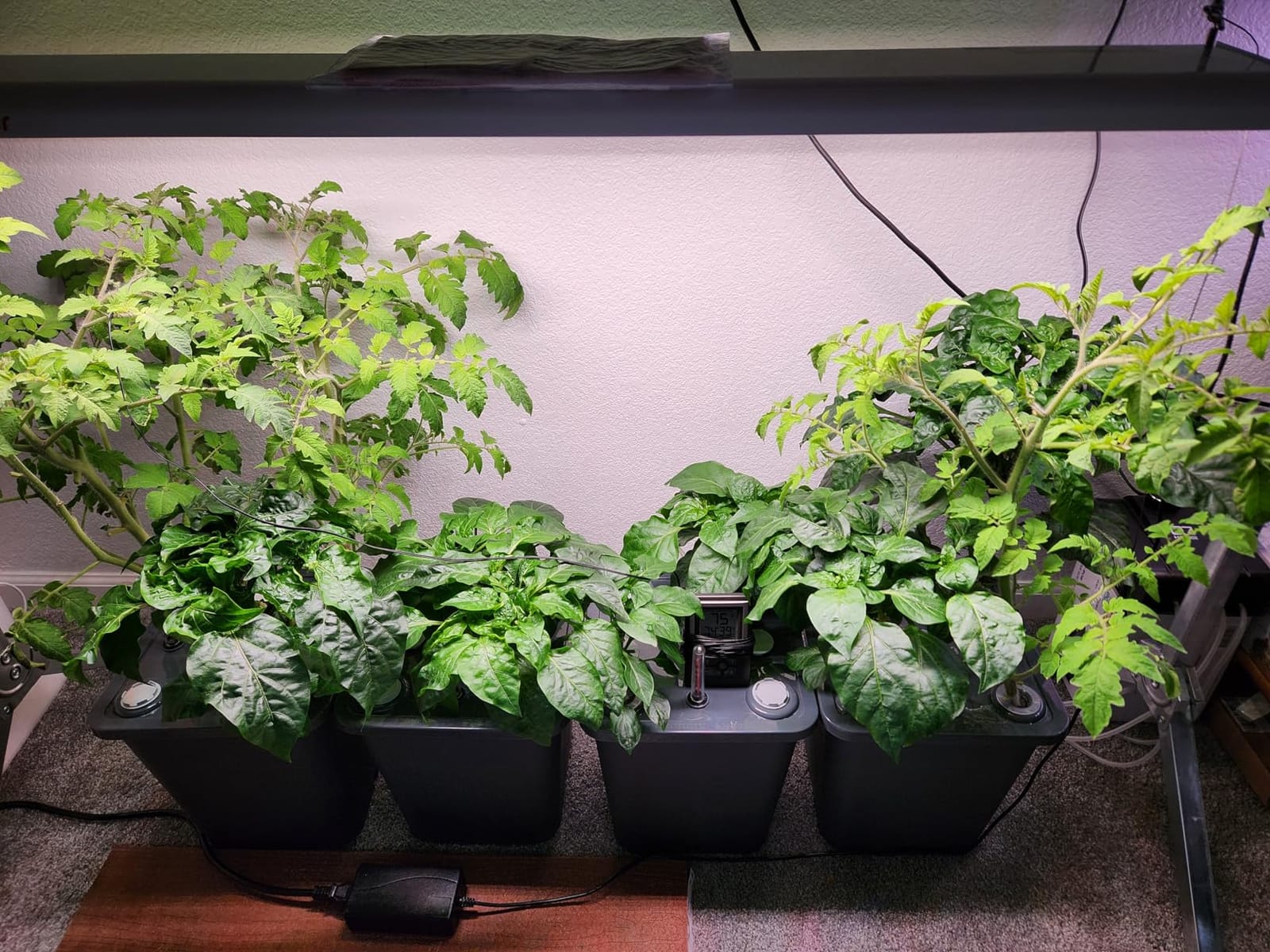 2 Hydroponic Buckets Kit for Plants, Hydroponics Growing System for Herbs/Tomato/Vegetables, DWC System with Air Pump & Germination Tray (Complete Indoor Hydroponic Gardening Supplies) customer photo 1