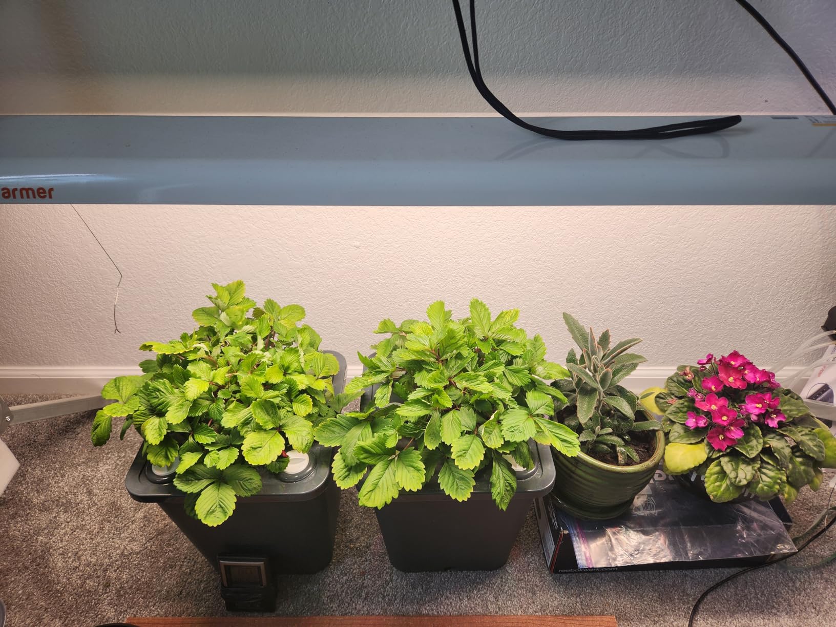 2 Hydroponic Buckets Kit for Plants, Hydroponics Growing System for Herbs/Tomato/Vegetables, DWC System with Air Pump & Germination Tray (Complete Indoor Hydroponic Gardening Supplies) customer photo 2