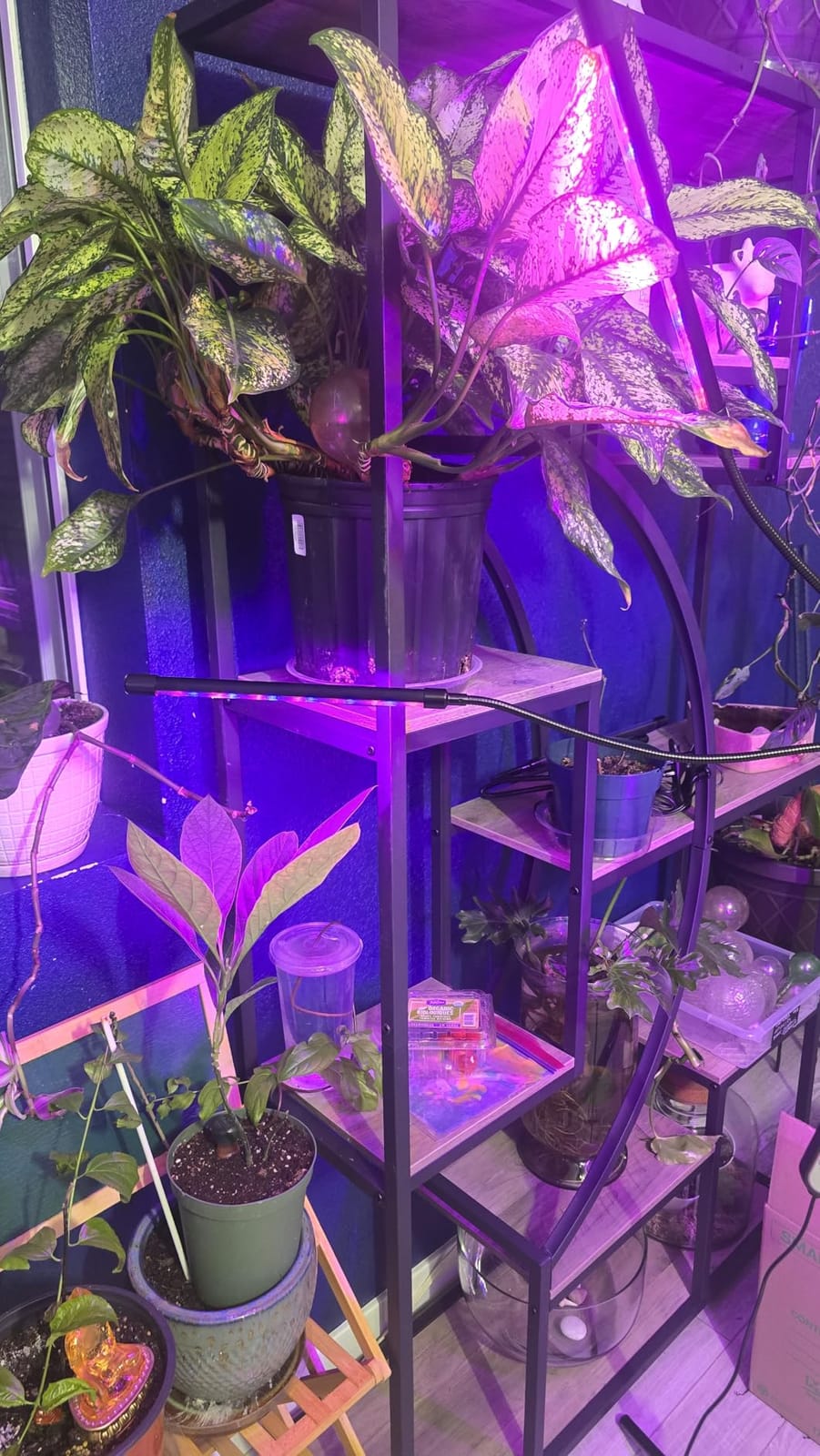 yentbokj Grow Lights for Indoor Plants,5 Heads Red Blue White Full Spectrum Plant Light with 15-60