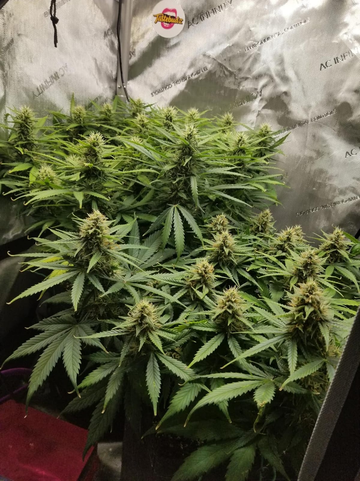 AC Infinity AI Grow System Compact 2x2, 1-Plant Kit w/ AI Controller customer photo 2