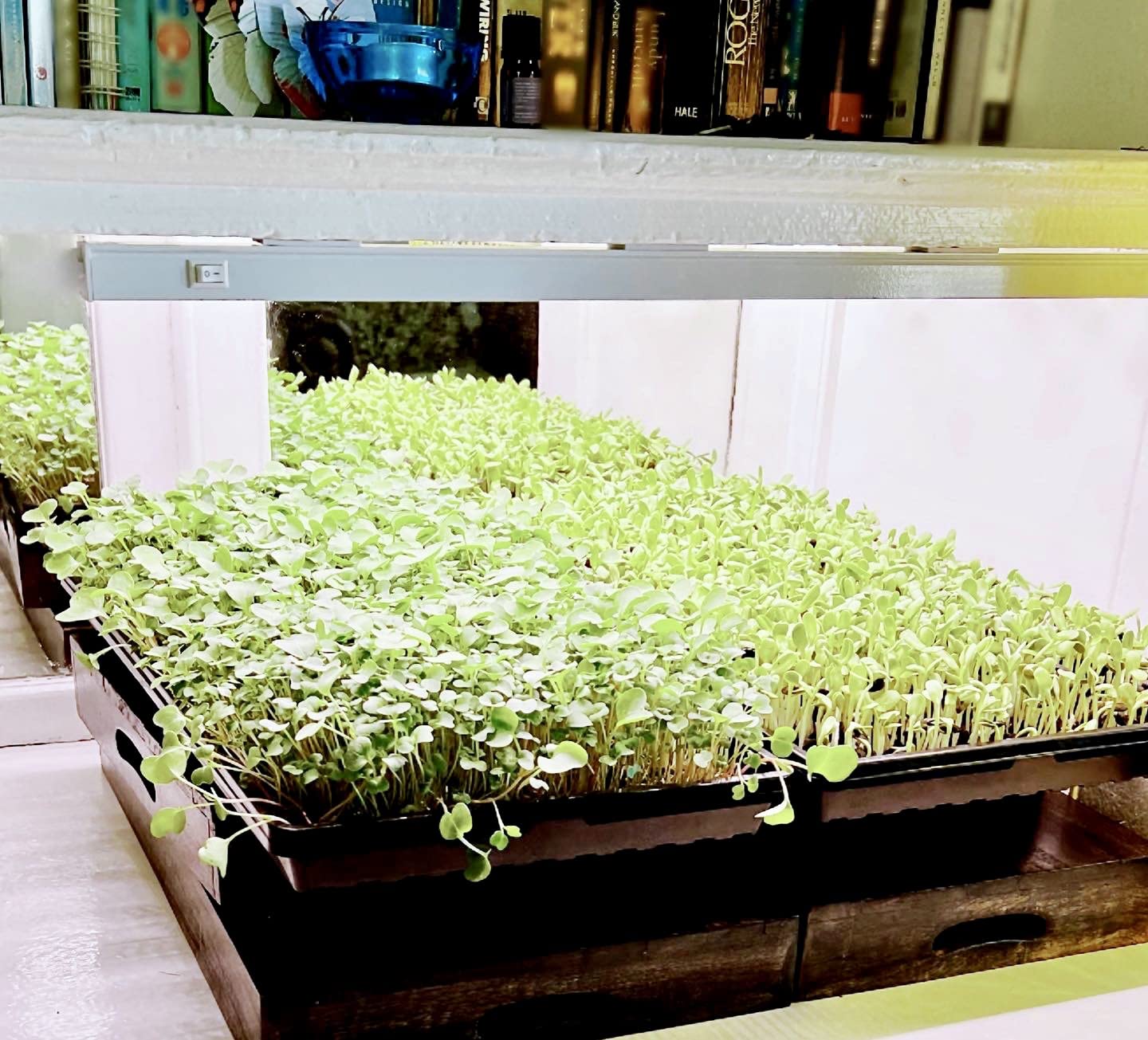 Barrina T5 Grow Light, 5000K White Full Spectrum LED Grow Light 2ft, 8 Pack customer photo 1
