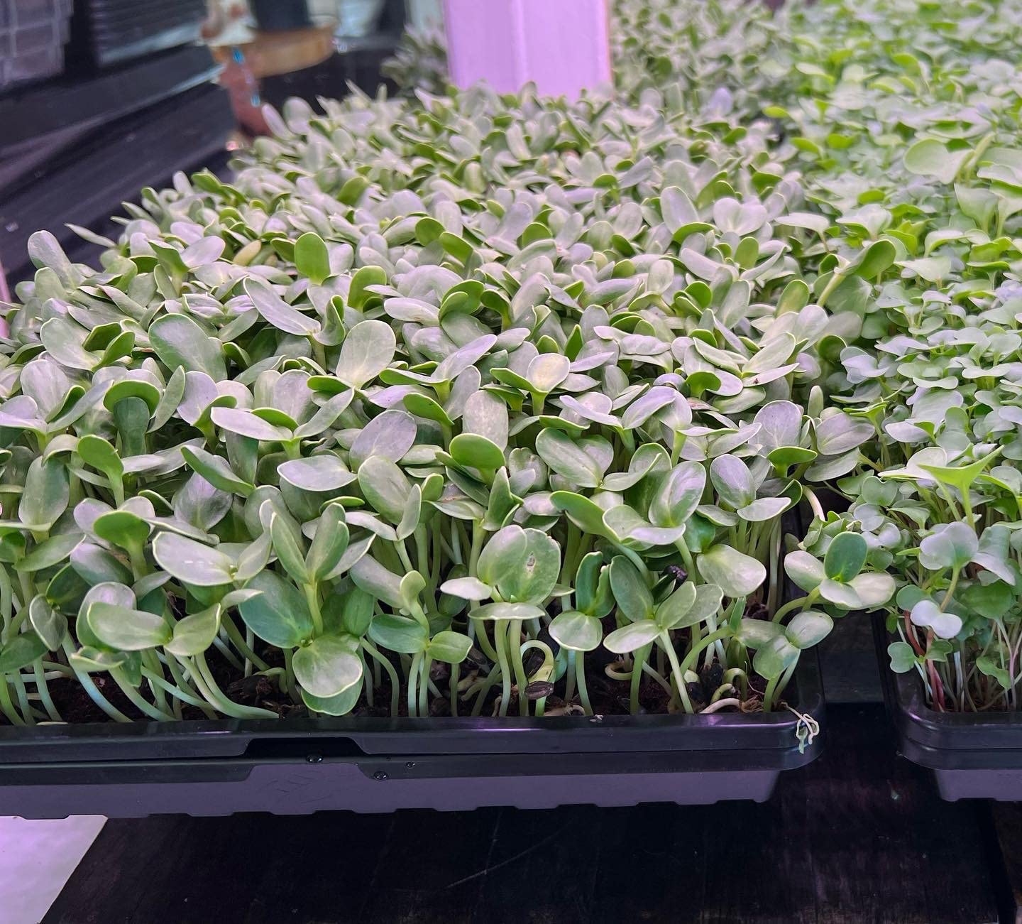 Barrina T5 Grow Light, 5000K White Full Spectrum LED Grow Light 2ft, 8 Pack customer photo 2
