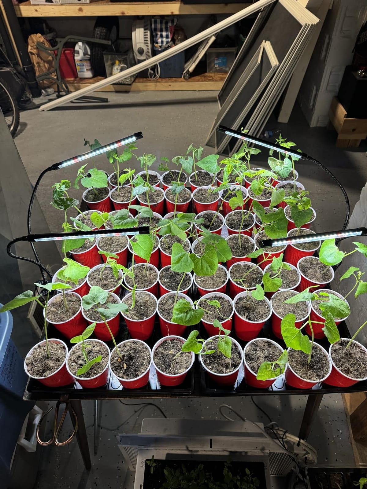 Wolezek Clip on Grow Lights for Indoor Plants, Full Spectrum 6000K customer photo 2