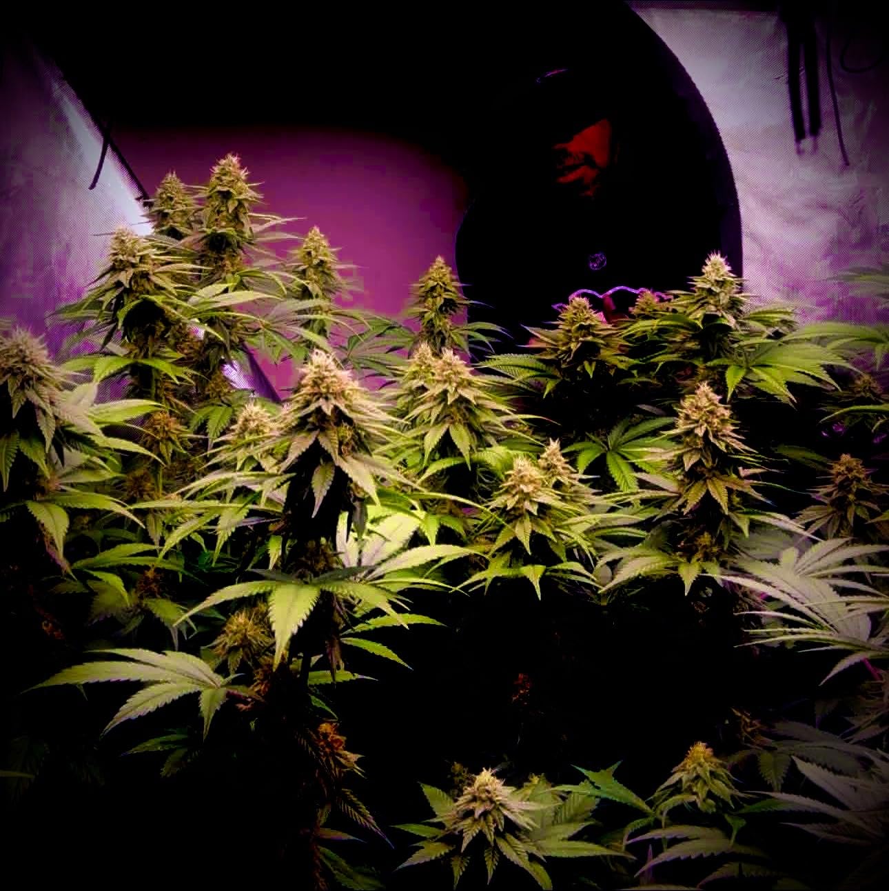 AC Infinity IONFRAME EVO6, 500W Samsung EVO Bar LED Grow Light 4x4 customer photo 1