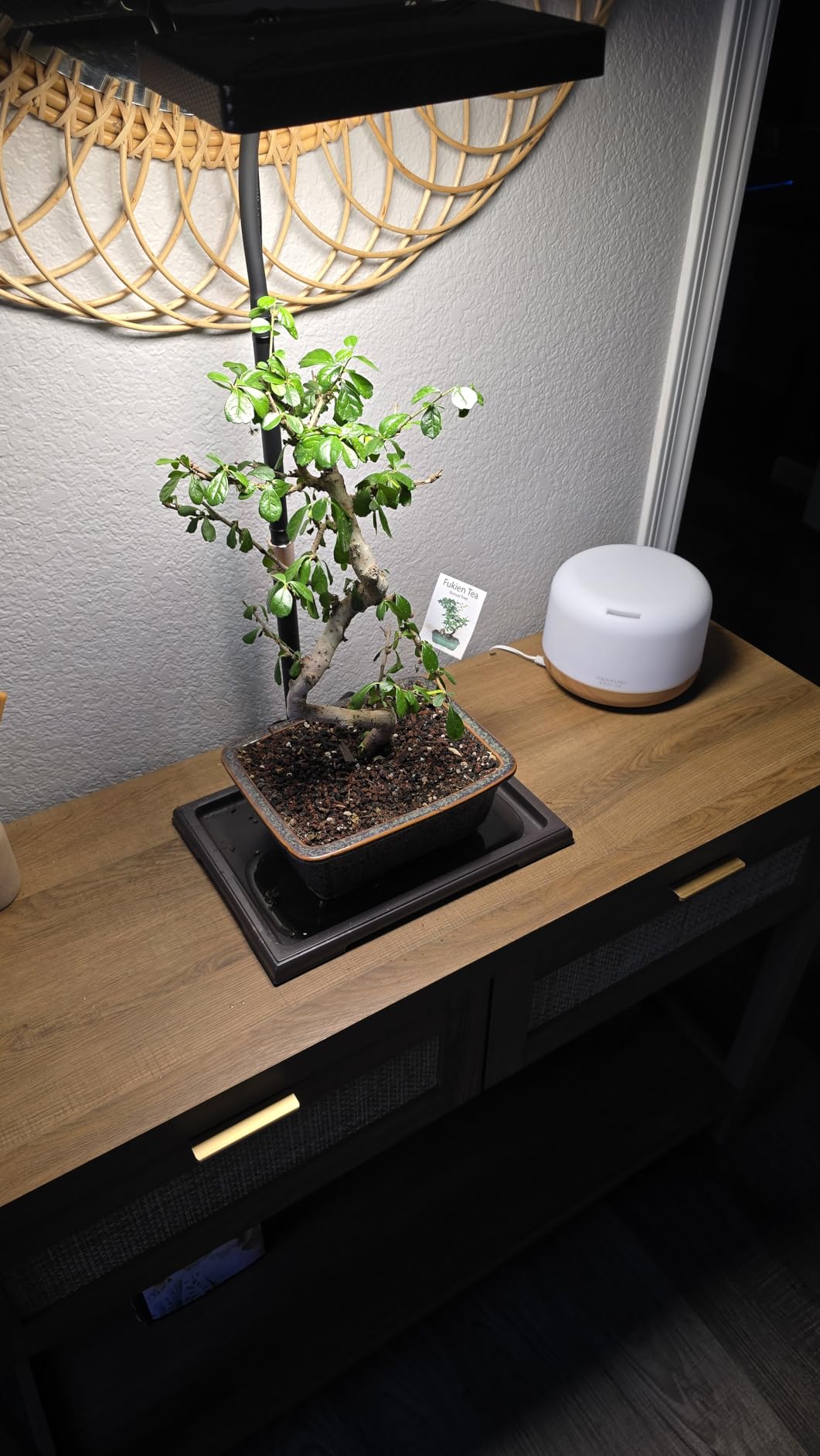 FECiDA Bonsai Grow Light, Table Grow Lights for Indoor Plants Collection customer photo 2