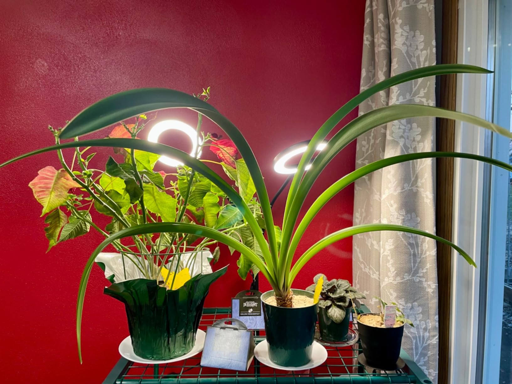 GLOWRIUM Grow Lights for Indoor Plants,Full Spectrum Plant Light with Stand customer photo 1