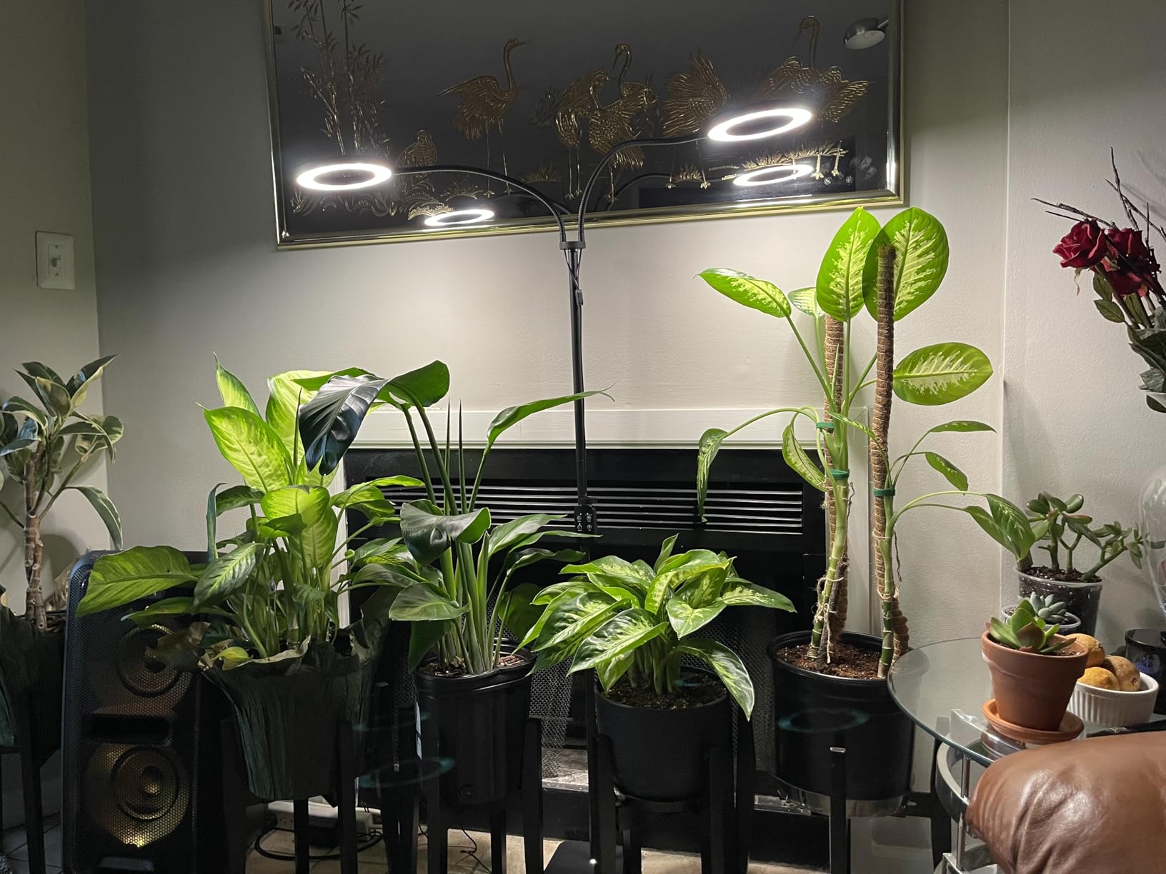 GLOWRIUM Grow Lights for Indoor Plants,Full Spectrum Plant Light with Stand customer photo 2
