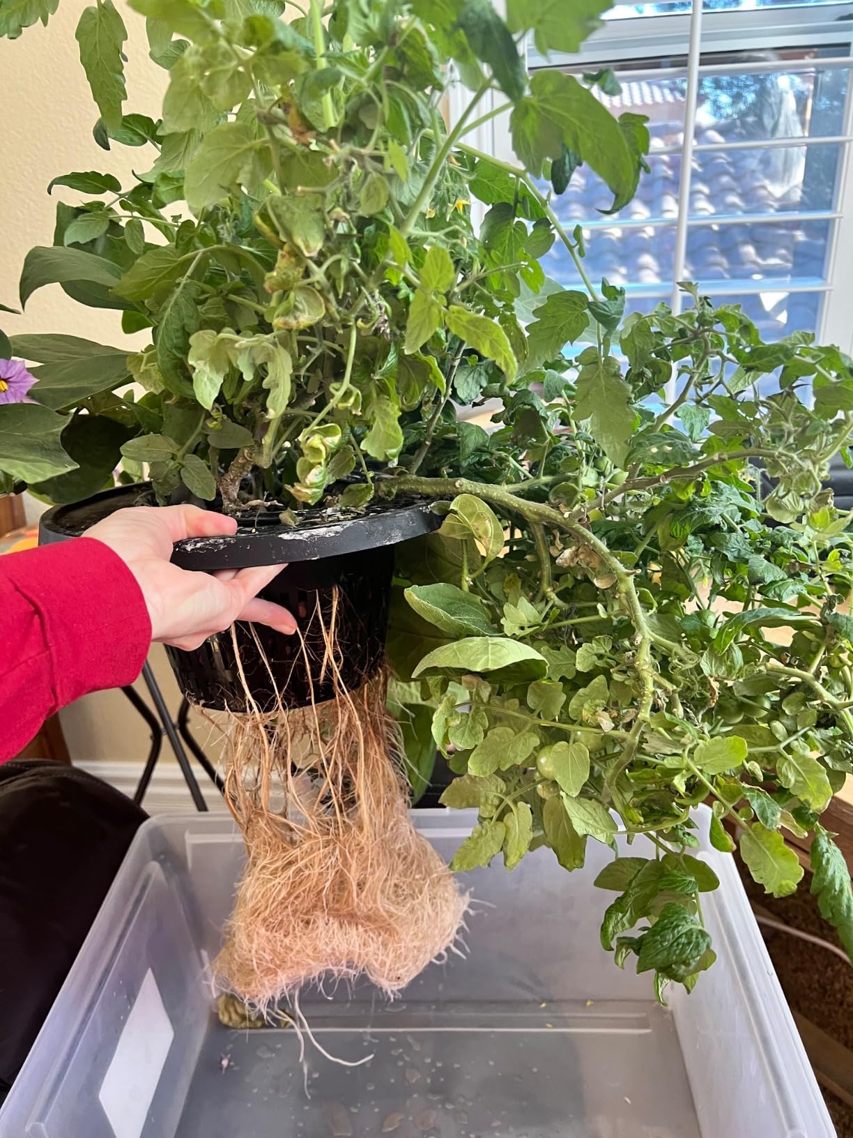 VIVOSUN DWC Hydroponics Grow System with Top Drip Kit 2 Buckets customer photo 2
