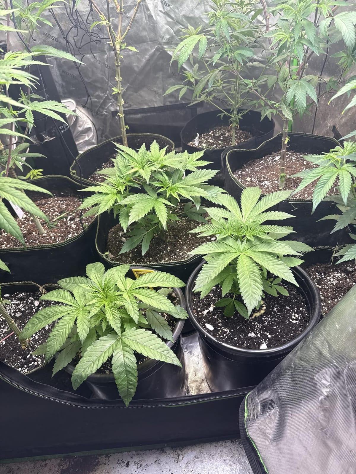 zazzy Hydroponic Grow Tent, 24