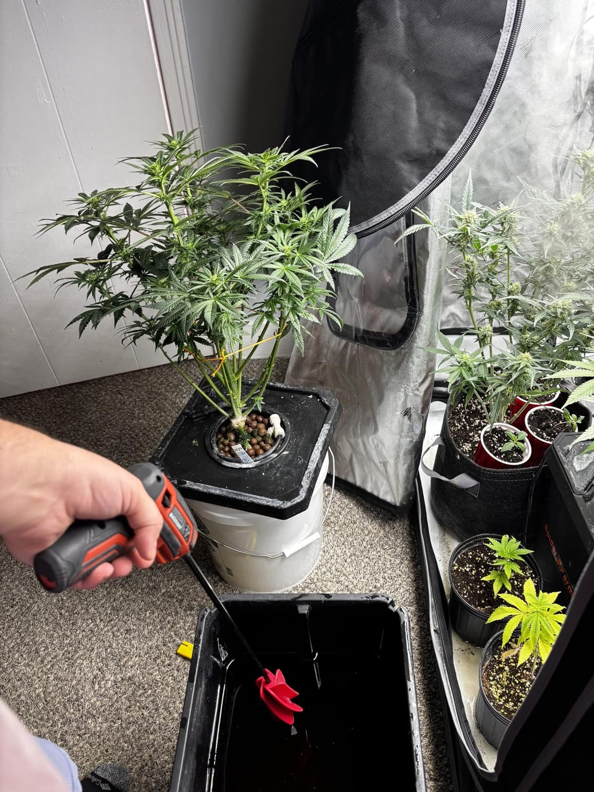 Spider Farmer DWC Hydroponics Growing System Kit 2 Buckets for Indoor Plant customer photo 1