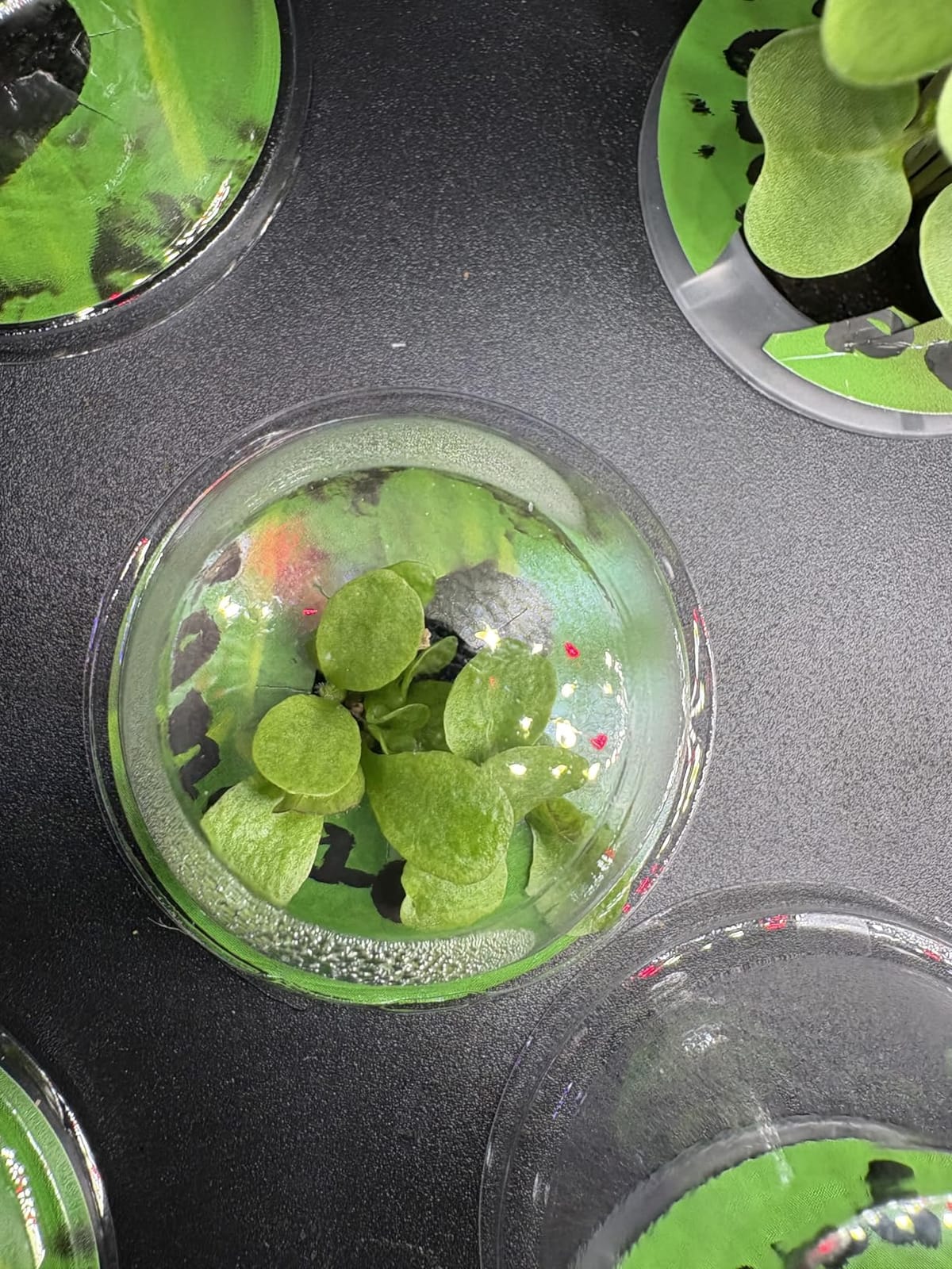 SUNCOZE Hydroponics Growing System, Compact 12 Pods Indoor Garden, Green customer photo 2