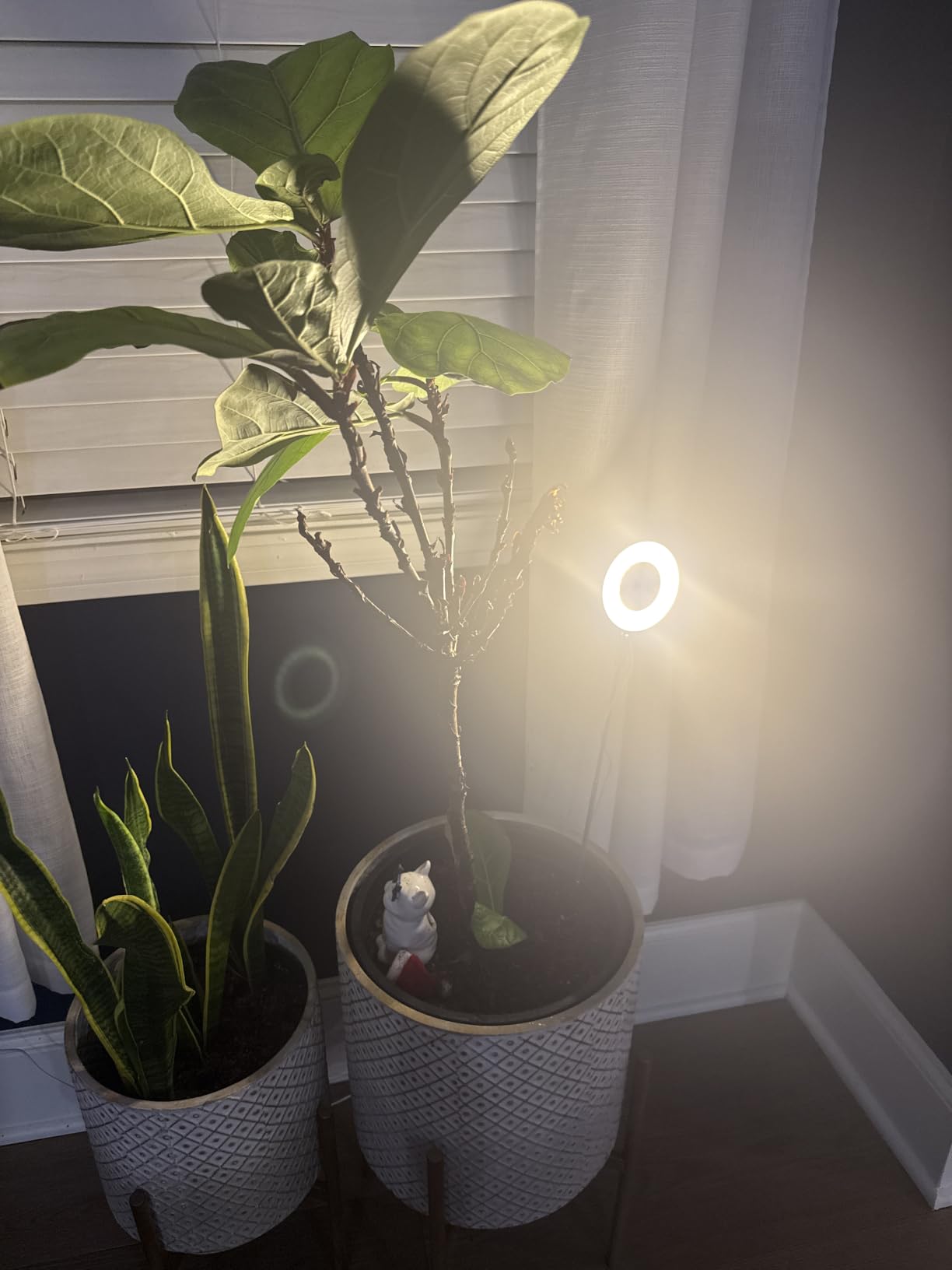 Grow Lights for Indoor Plants Small Potted - Full Spectrum, Auto 3/9/12H Timer, 10-Level Dimming & Adjustable Height - Compact Grow Light for Succulents, Herbs, Foliage in Home/Office (White,1PACK) customer photo 1