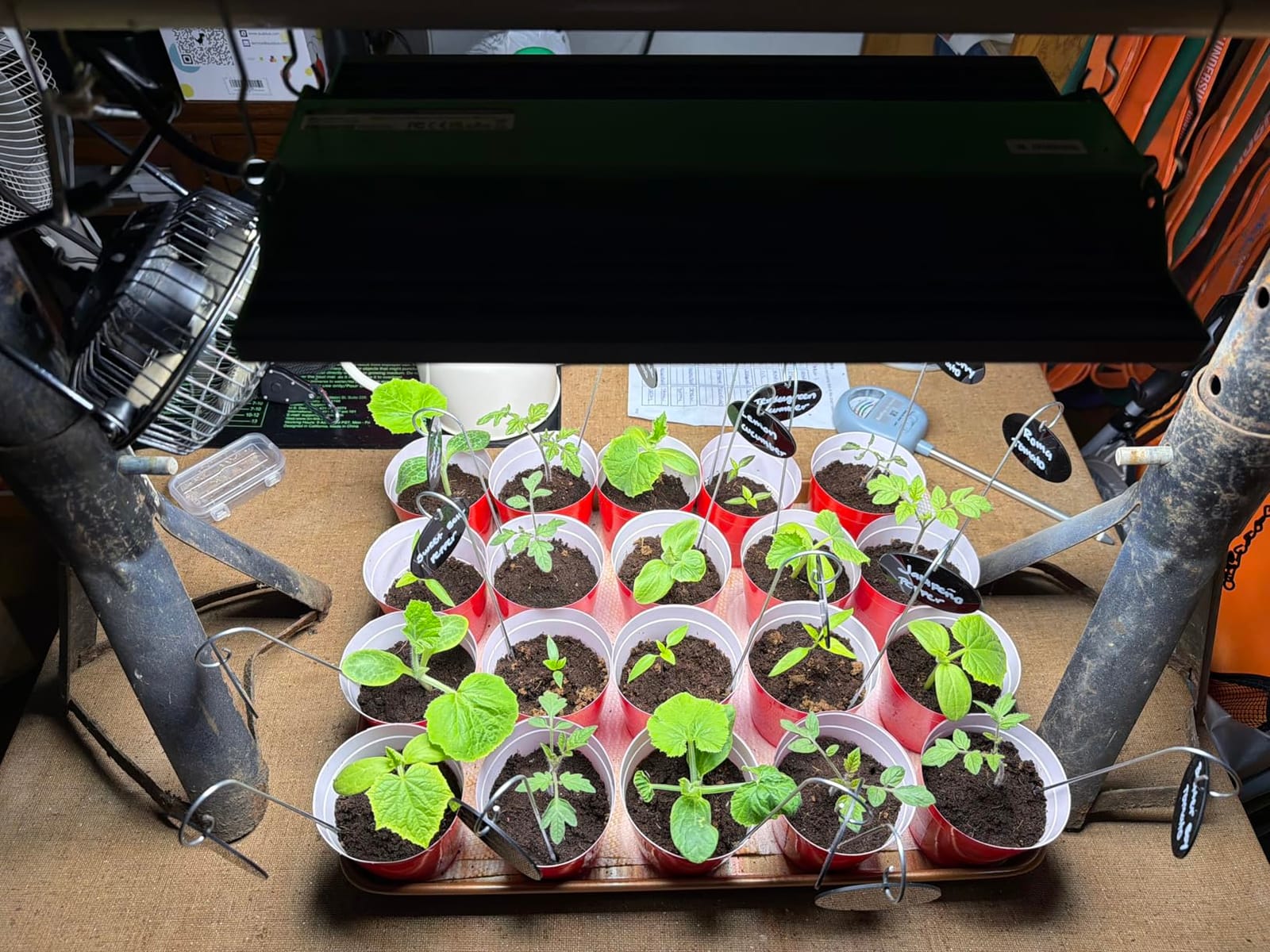 70 Watt Grow Light, Dimmable Plant Light, LED Grow Lights for Indoor Plants customer photo 2