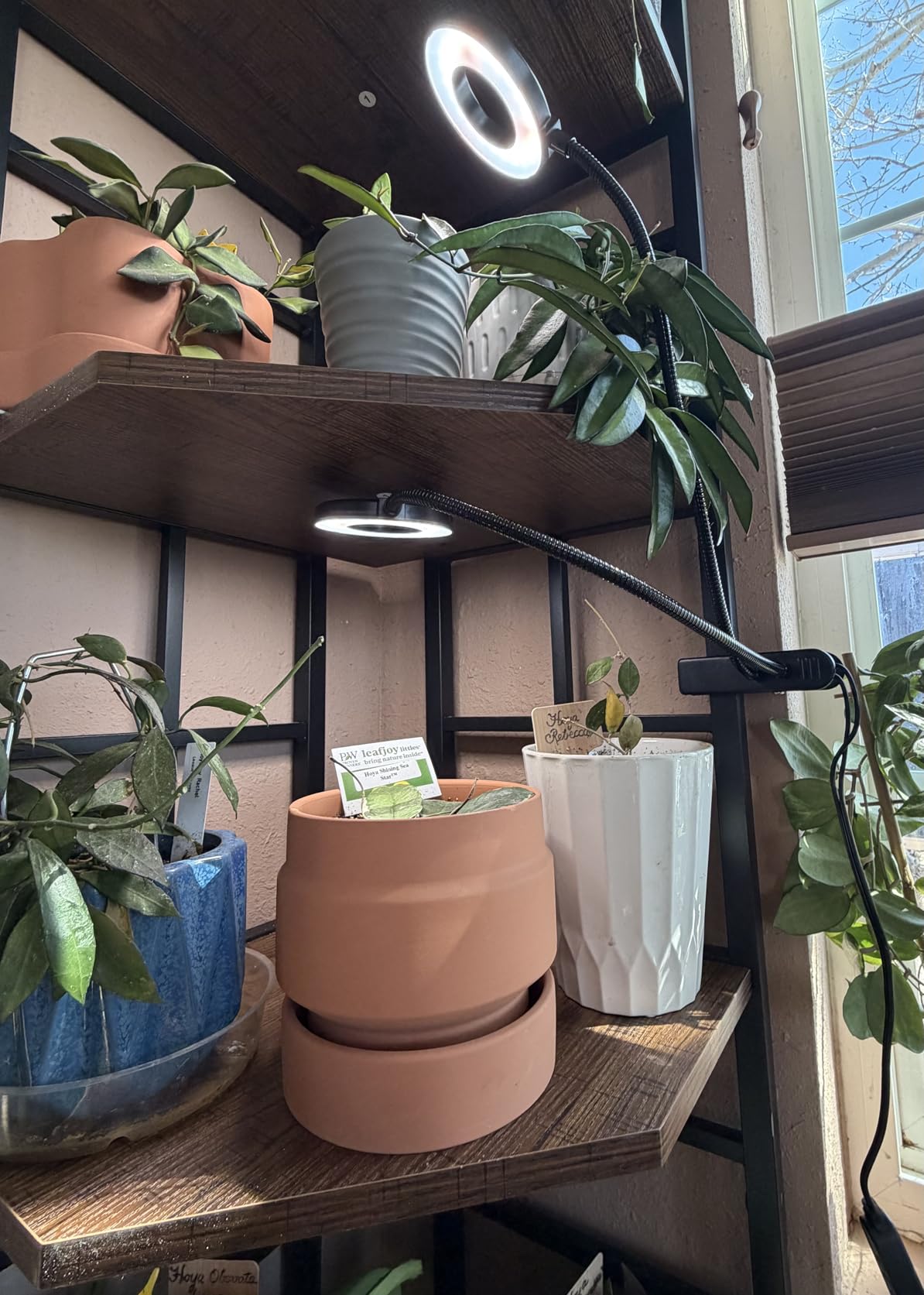Grow Lights for Indoor Plant, Upgrade 96 LEDs Clip On Plant Lights customer photo 2