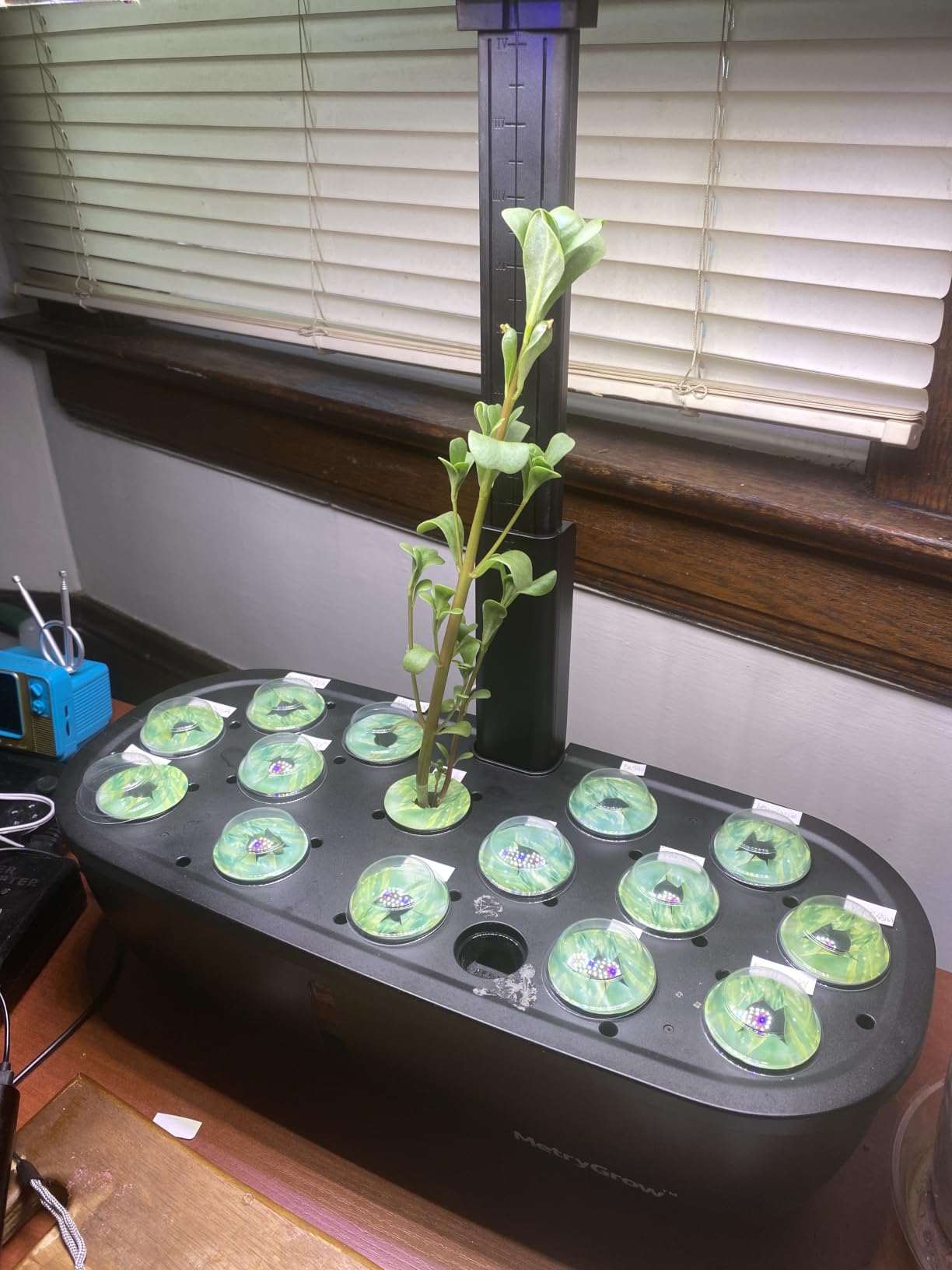 MG-15 Hydroponic Growing System Kits, Smart Indoor Garden with 24W Grow LED Light Full Spectrum, 15 Pods Herb Garden Planter Indoor Gardening for Gifts, Kitchen customer photo 2