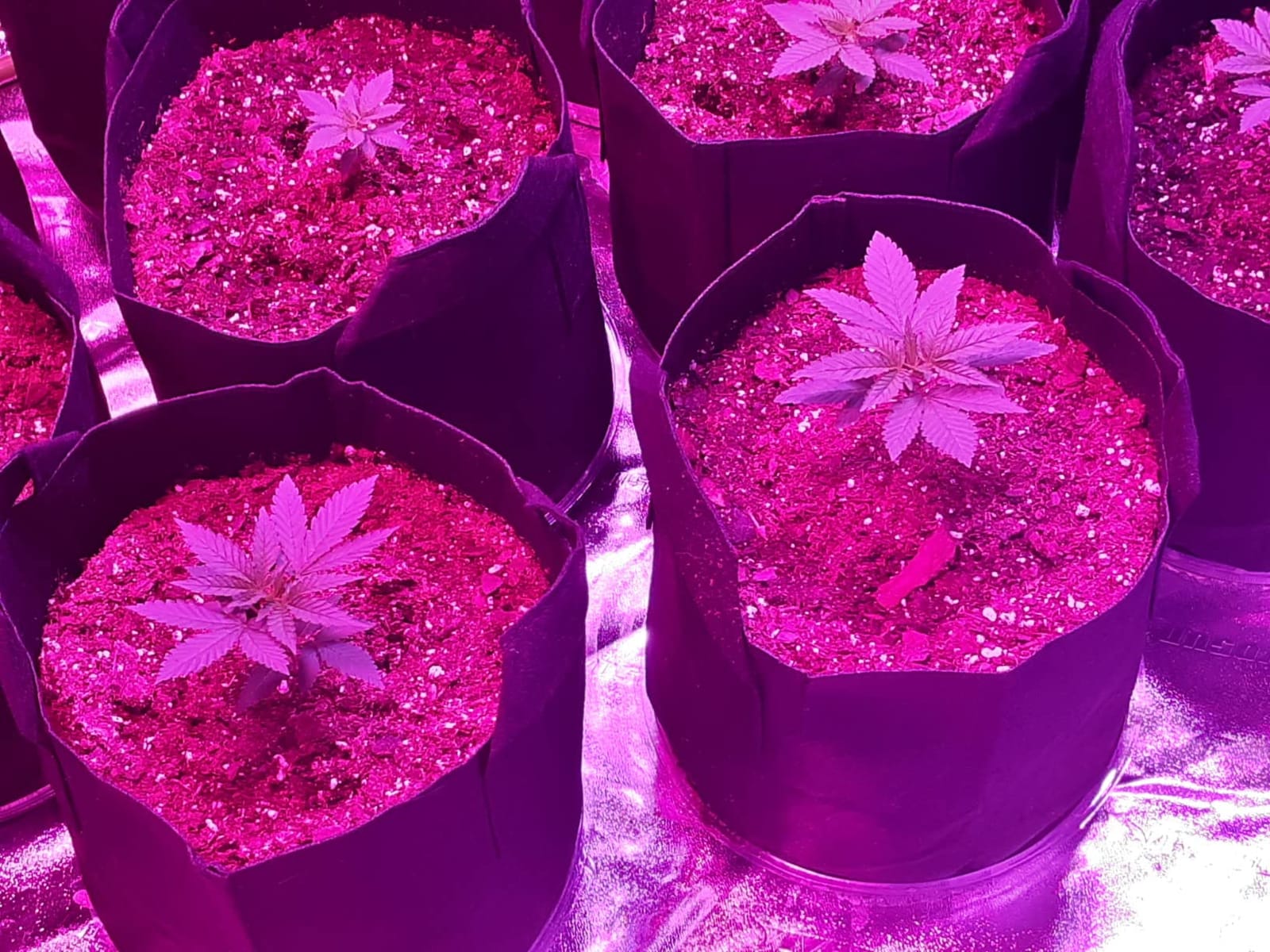 VIVOSUN Upgraded 2x4x6 Grow Tent 48